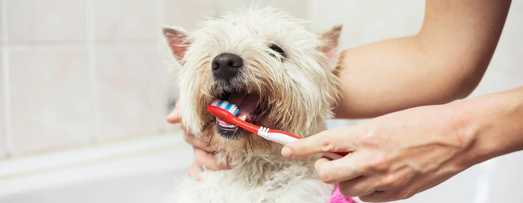 Periodontal Disease in Dogs